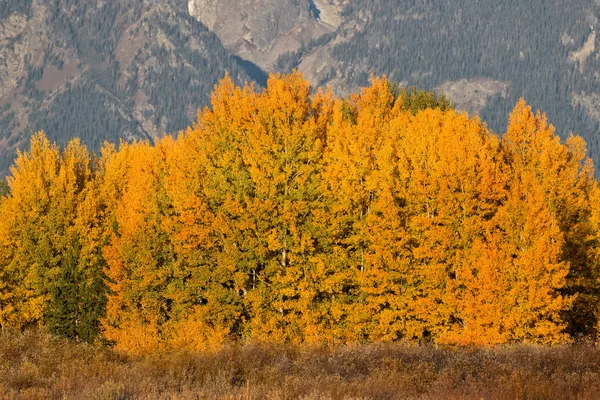 Mountain Aspen Grove in Fall — Stock Photo, Image
