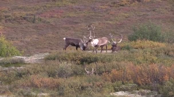 贫瘠地面北美驯鹿公牛 — 图库视频影像