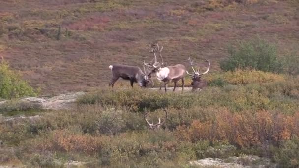 Unfruchtbarer Boden Karibus-Bullen — Stockvideo