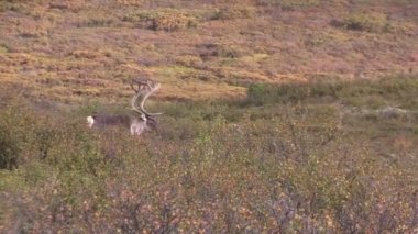 Çorak yere Caribou boğa