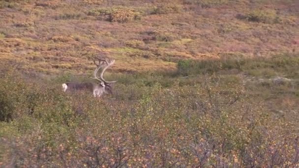 Άγονο έδαφος Caribou Ταύρος — Αρχείο Βίντεο