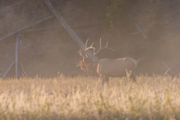 Bull elk Bugling in Fog — Stock Photo, Image