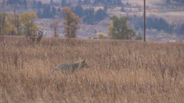 Caza de Coyote en Hierba Alta — Vídeo de stock