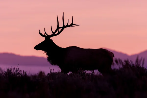 Bull elk at Sunrise — Stock Photo, Image