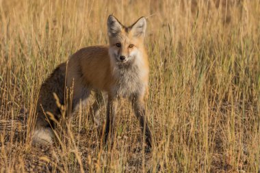 Kızıl Tilki çim alanı