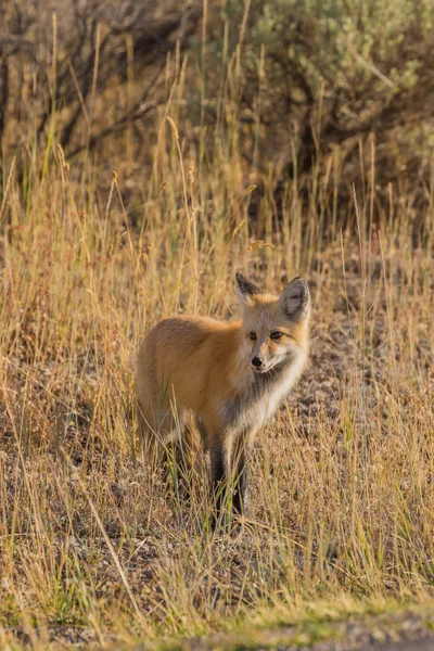 草田的赤狐 — 图库照片