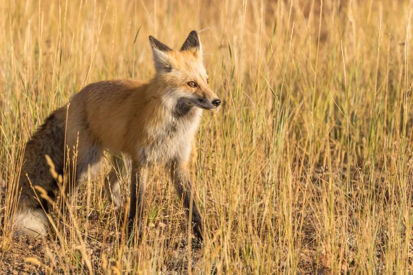 Red Fox in Grass Field — Stock Photo, Image