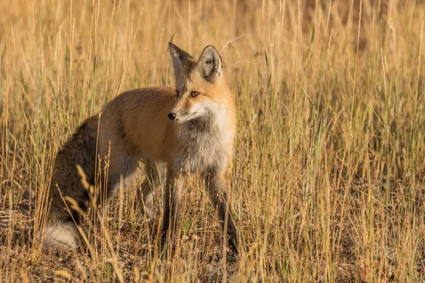 Zorro rojo en el campo de hierba — Foto de Stock