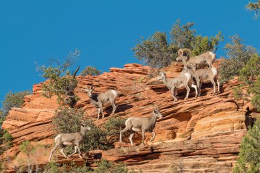 Çöl Bighorn koyun sürüsü