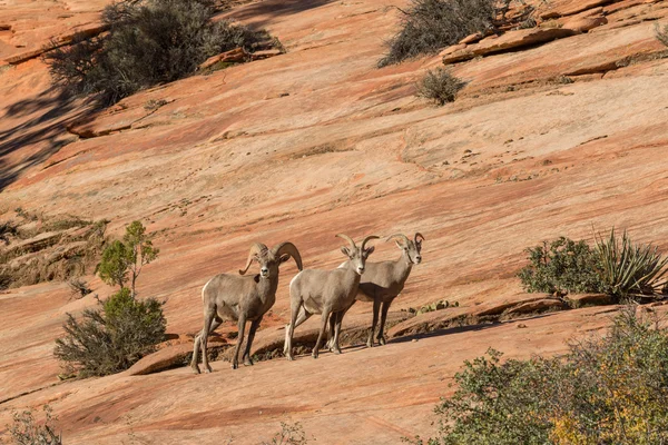 stock image Desert Bighorn Sheep Herd