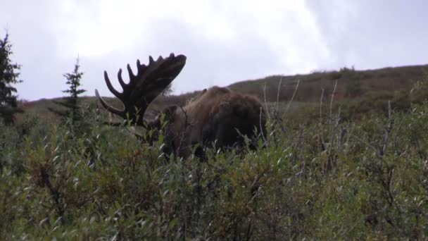 Αλάσκα Yukon Bull Moose σε βελούδο — Αρχείο Βίντεο