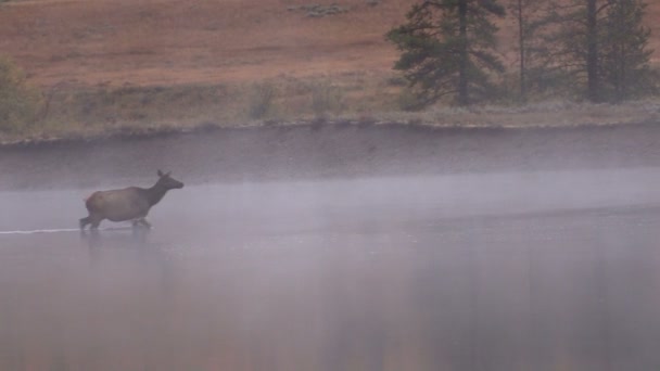 Elk de vaca cruzando el río — Vídeo de stock