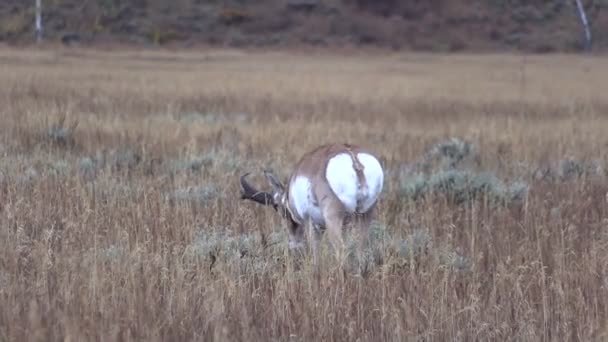 Kötü durumda olan tek pronghorn antilop Buck — Stok video