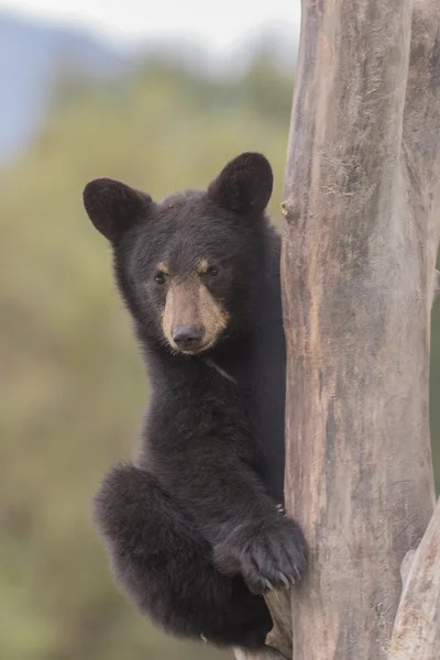 Black Bear Cub — Stock Photo, Image