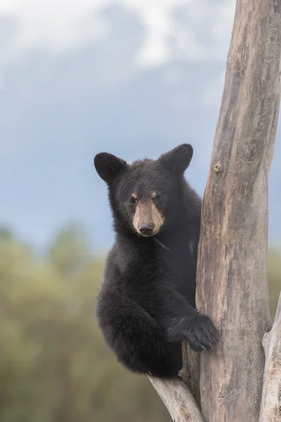 Black Bear Cub — Stock Photo, Image