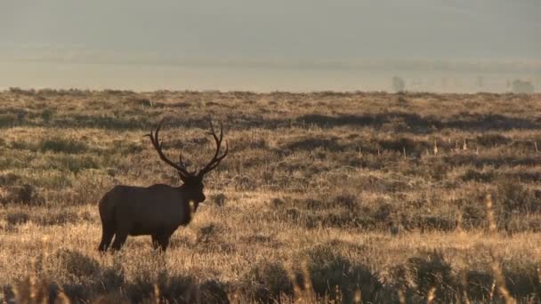 Bull Elk in rut — Stock Video
