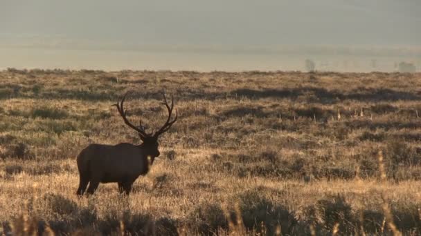 Wapiti à Rut