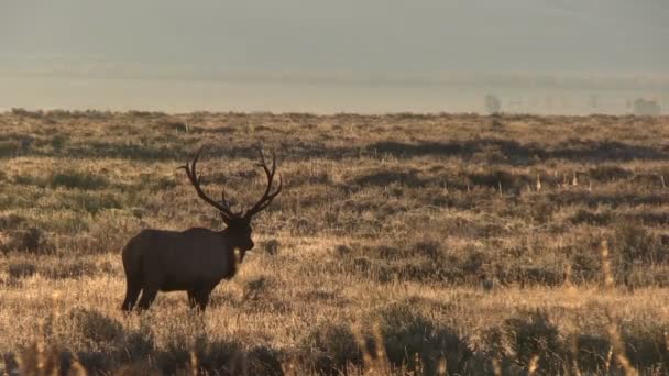 Stierenland in Rut — Stockvideo