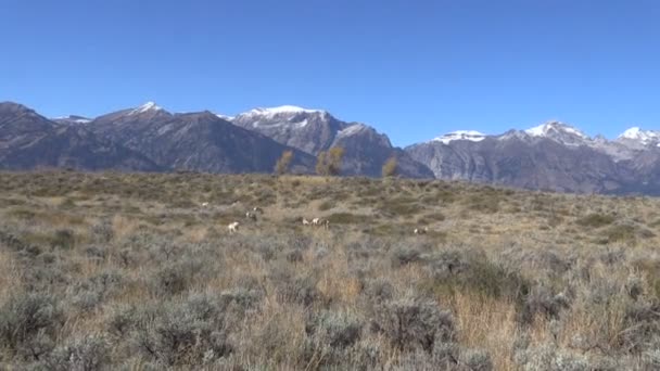 Arkansas River Lever du soleil — Video