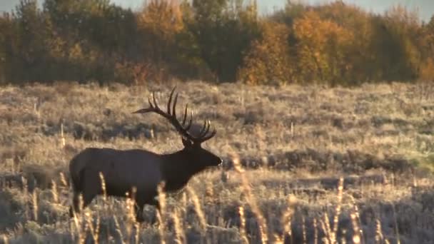 Alce toro nella carreggiata — Video Stock