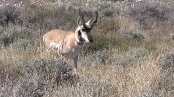 Arkansas River Lever du soleil — Video