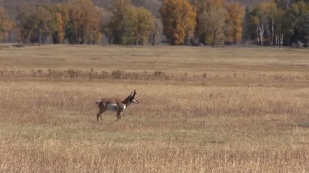 Fiume dell'Arkansas alba — Video Stock