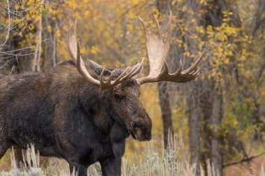 Boğa Shiras Mus Güz