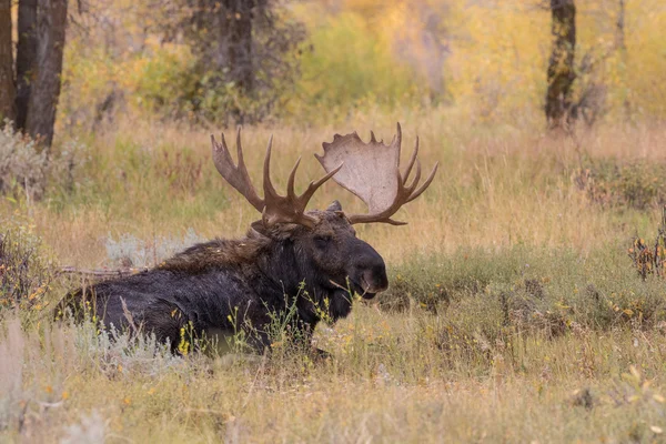 Bull Shiras elg i efteråret - Stock-foto