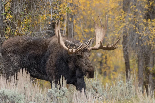 Bull Shiras Moose in herfst — Stockfoto