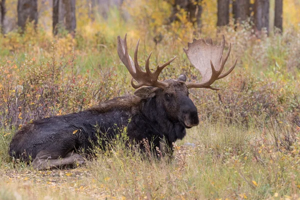 Bull Shiras Moose in Fall — Stock Photo, Image