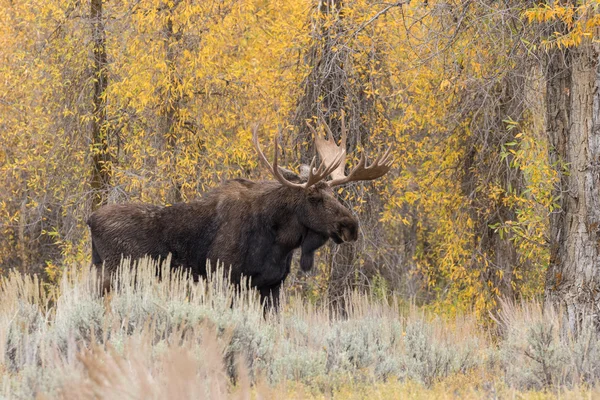 Bull Shiras Moose en otoño —  Fotos de Stock