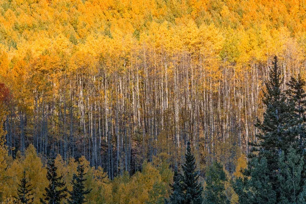 Aspen Grove in autunno — Foto Stock