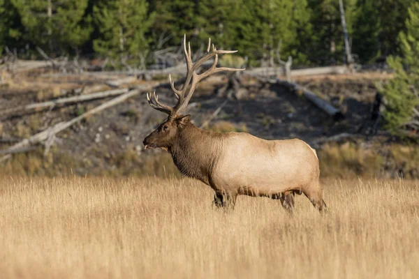 Bull Elk in de sleur — Stockfoto