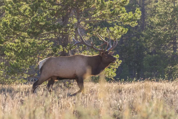 Bull elk in Rut — Stock Photo, Image