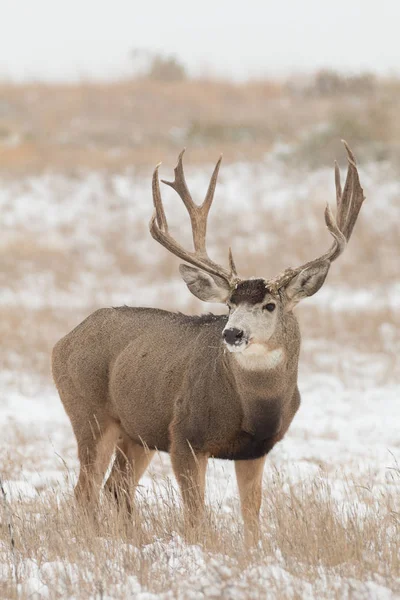 Maultierbock im Schnee — Stockfoto