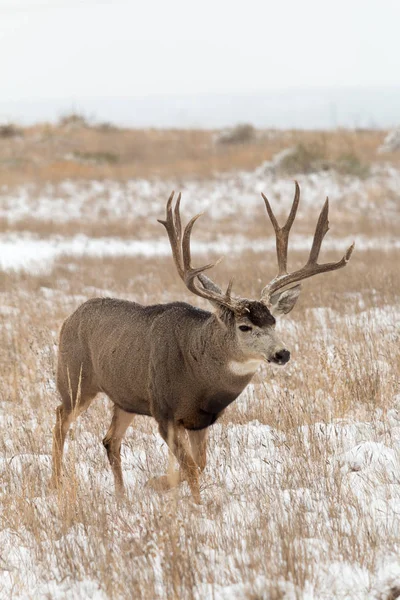 Mule deer Buck in Snow — Stock Photo, Image