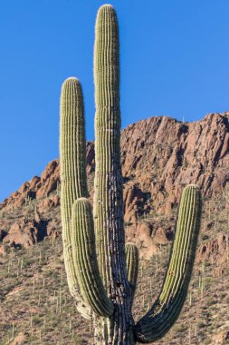 Çölde Saguaro kaktüsü