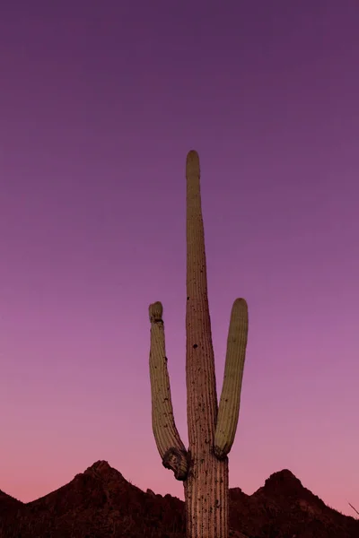해질녘 saguaro 선인장 — 스톡 사진