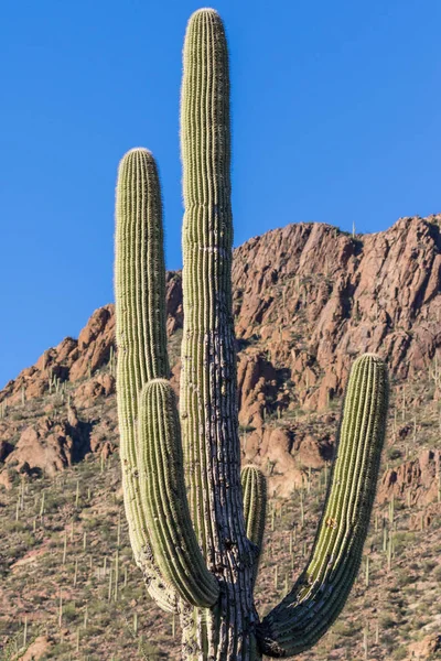 Cactus de Saguaro dans le désert — Photo