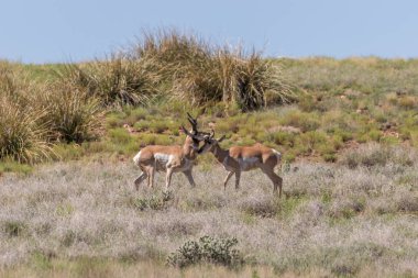 pronghorn antilop dolar 