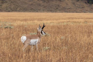 Boynuzlu antilop Buck