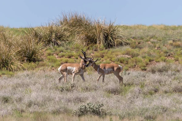 Pronghorn Antelope bucks — Stock Photo, Image