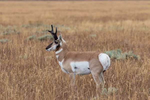 Pronghorn antielope buck — Photo