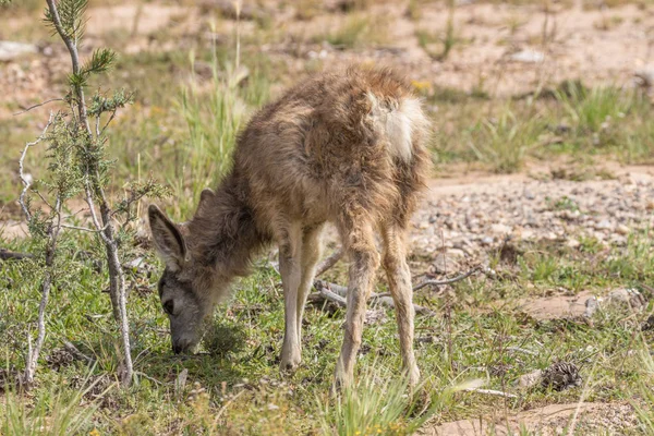 Мила mule олень fawn — стокове фото