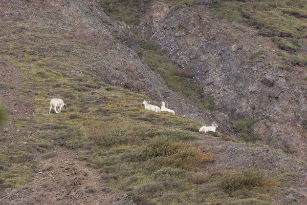 Dall koyunu rams — Stok fotoğraf