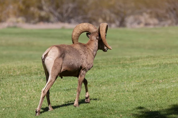 Sivatagi Bighorn juh Ram — Stock Fotó