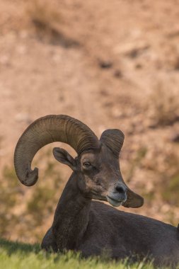 çöl bighorn koyun ram