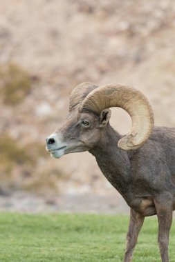 çöl bighorn koyun ram