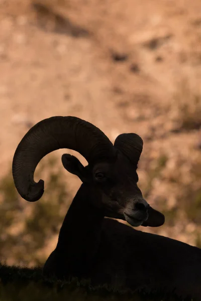 Desert Bighorn Ram Silhouette — Stock Photo, Image