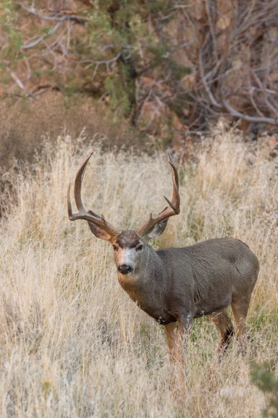 Ciervo de mula Buck en otoño — Foto de Stock